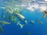 North Shore Shark Encounters North Shore Shark Encounters